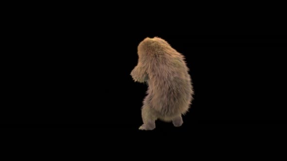 169 Bear Dancing HD