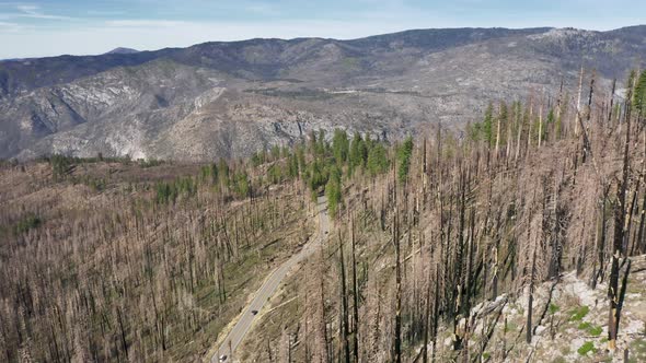 Vehicles with Tourists Drive Offroad Along Bare Forest at Hillside