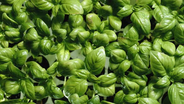 Basil Seedlings in Cultivation Viewed From Above Rotation