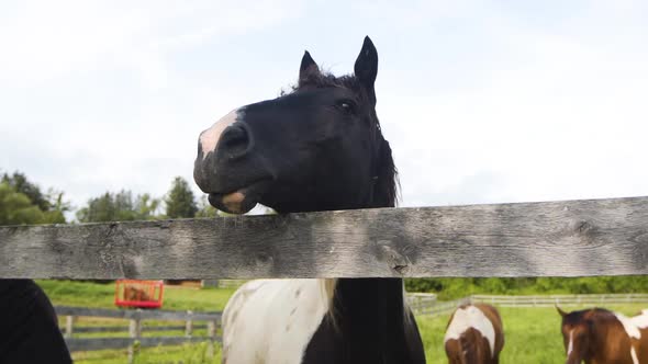 Beautiful black and white horse on a pasture in slow motion.