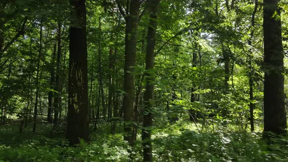 Green Forest with Trees By Day