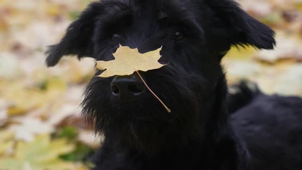 Portrait of a Black Giant Schnauzer on a Blurred Background of Yellowed Fallen Leaves