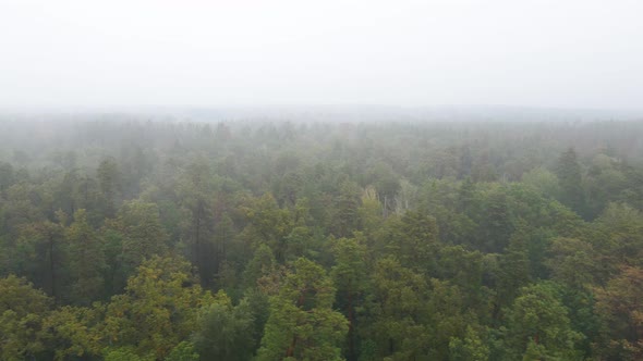 Forest in Fog in Rainy Autumn Weather. Ukraine. Aerial View, Slow Motion