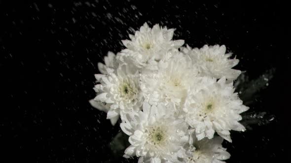 Bunch of white chrysanthemums in super slow motion receiving drops