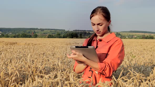 Caucasian Agronomist checking the field of cereals and sends data to the cloud from the tablet