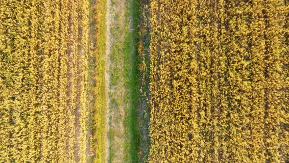 Aerial photo from flying drone of a beautiful nature landscape with growing healthy. Beauty scenery