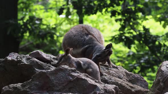 Yellow footed rock wallaby with a cub sitting on a rock