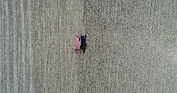 Aerial view of Harvester machine harvest sunflower.  Combine harvesting sunflower