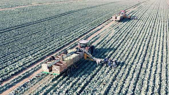 Farmers and Conveyor Tractors are Harvesting a Cabbage Field