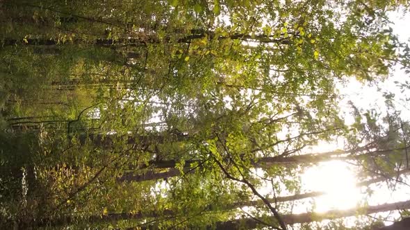 Vertical Video of Trees in the Forest in Autumn