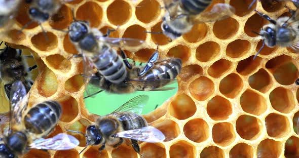 European Honey Bee, apis mellifera, Bees on a frame with a hole in alveolus, Normandy, Real Time 4K