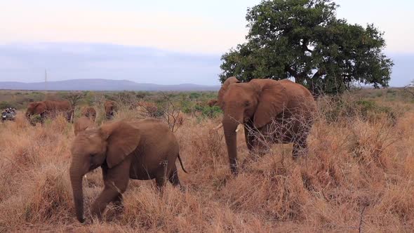 Adult and juvenile African Elephants walk in the dry grass, safari