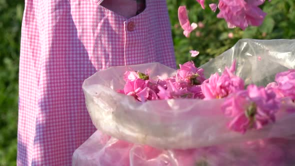 Girl puts pink rose petals from transparent sack. 