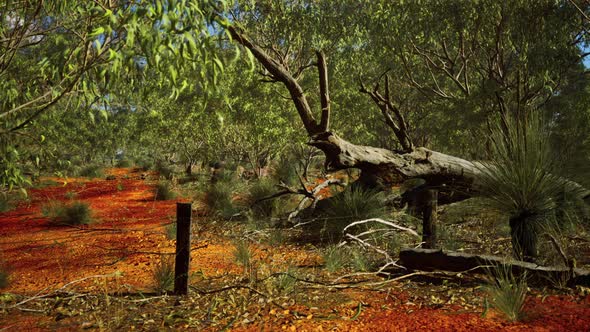 Australian Bush with Trees on Red Sand