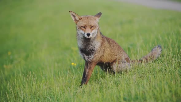 A Brown Urban Fox In Greenwich London Resting On The Grass Then Runs Away - Wide Shot