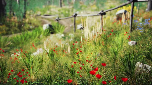 Grass Field and Forest Trees