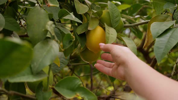 Closeup of a Woman's Hand and Fresh Lemon Fruits on a Tree