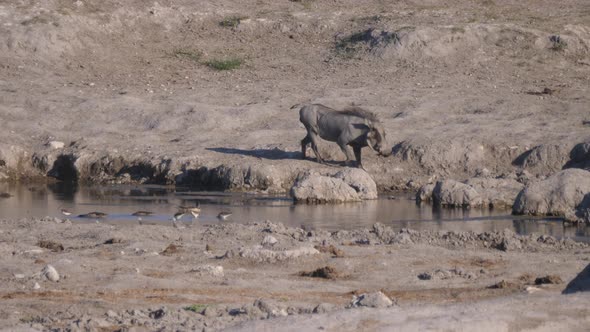 Warthog drinking from a waterhole 