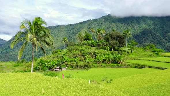 Paddy Fields and Palm Trees in the Mountains