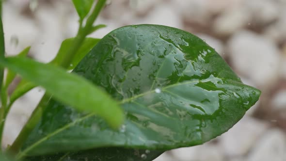 Watering Plants 33