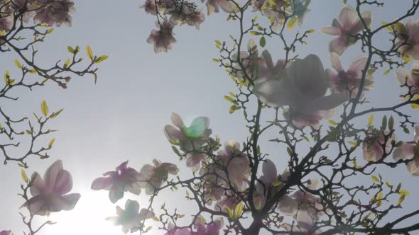 Sun flares  and  Magnolia  soulangeana   flower  branches   and blue sky 4K 3840X2160 UltraHD tilt f