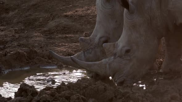 Close up, two back lit White Rhinos drink at Madikwe watering hole