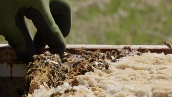 BEEKEEPING - Inspection of a beehive frame in an apiary, slow motion close up