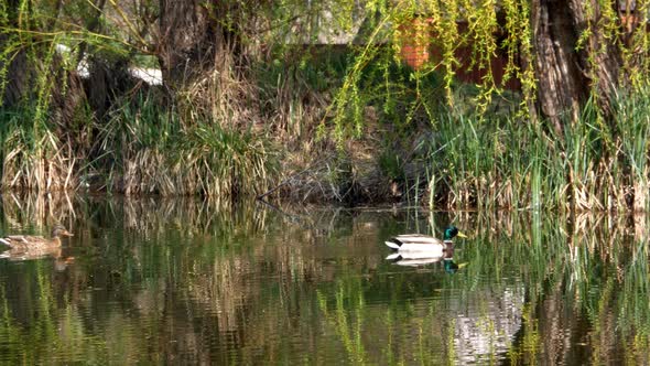 Ducks Swim on Lake Close Up 