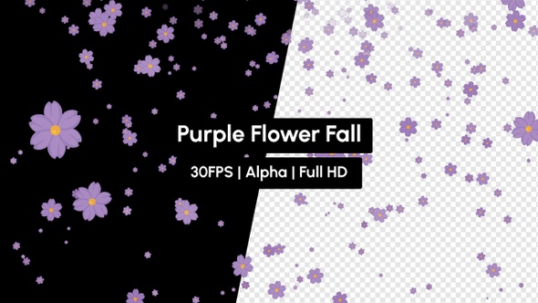 Cherry Blossom Purple Flower Falling with Alpha