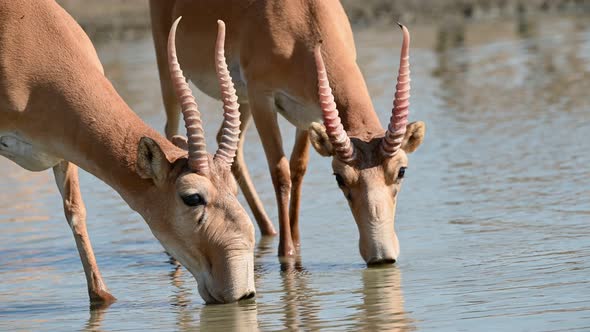 Wild Saiga Antelope or Saiga Tatarica Drinks in Steppe