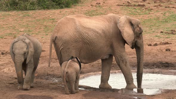 African Elephant (Loxodonta africana) mother with baby and juvenile at waterhole.