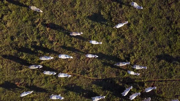 Aerial view of cattle breeding, nelore, drone, bird's eye