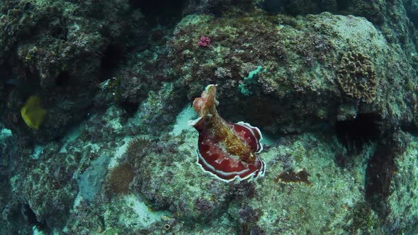 A flamboyant Nudibranch sea creature called a Spanish Dancer swimming vigorously in the ocean while