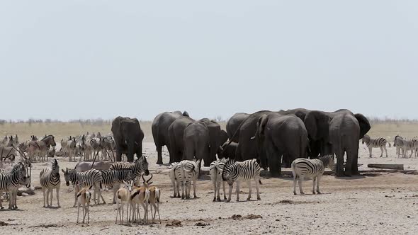 waterhole with Elephants, zebras, springbok and oryx