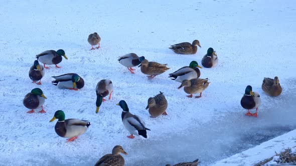 ducks in a winter park. close-up of a flock of ducks