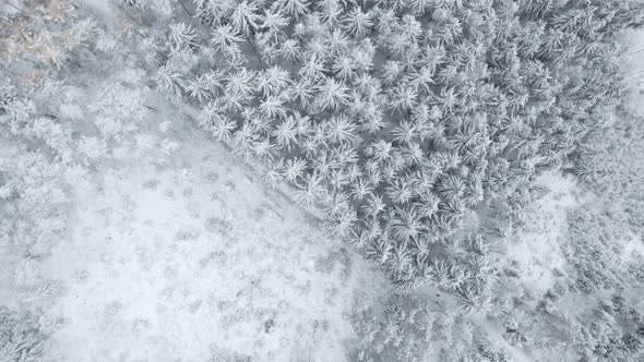 Aerial View of Forest Covered Wirt Snow