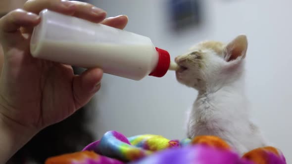 Person Feeding Bottle Newborn White Kitten. Close Up