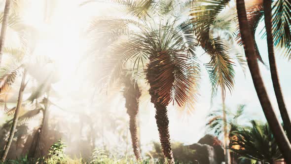 Misty Rainforest and Bright Sun Beams Through Trees Branches