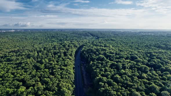 Aerial View of a Car Road in Leafless Forest