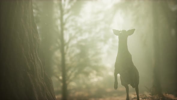 Extreme Slow Motion Deer Jump in Pine Forest