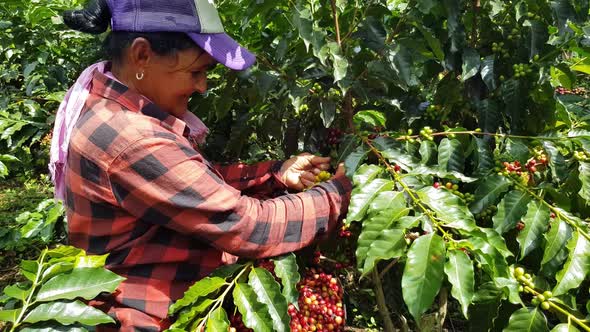 Woman harvesting coffee from her farm in the mountains of Colombia