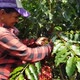 Woman harvesting coffee from her farm in the mountains of Colombia - VideoHive Item for Sale