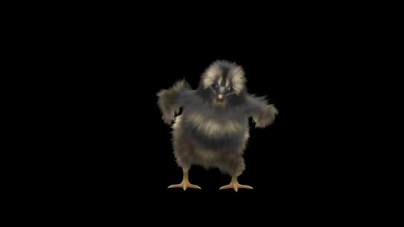 25 Baby Chicks Dancing HD