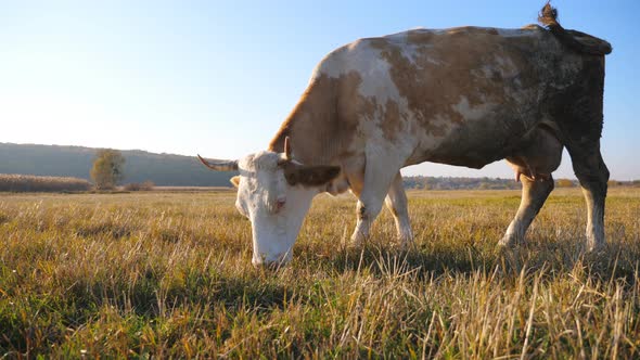 Big Cow Standing Among Field and Eating Fresh Green Grass