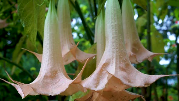 Flowers brugmansia in the garden close up.