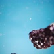 Dewberries Fall Into Water and Surface - VideoHive Item for Sale