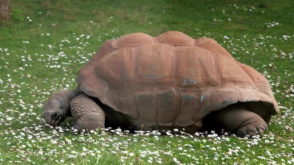 Aldabra Giant Tortoise Eating