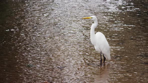 Full body shot of white egret in Rio.