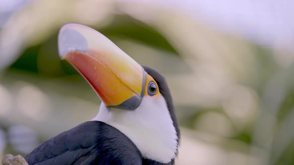 Low angle portrait shot of an exotic tropical wildlife toco toucan, ramphastos toco perched against