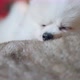 cute little white fur color lapdog pomeranian laying down on sofa tired and sleepy - VideoHive Item for Sale